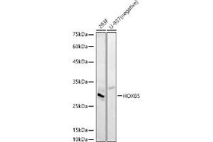 Western blot analysis of extracts of various cell lines, using HOXB5 antibody (ABIN7267769) at 1:510 dilution. (HOXB5 Antikörper  (AA 1-170))