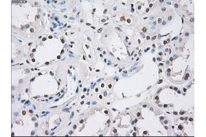 Immunohistochemical staining of paraffin-embedded Kidney tissue using anti-FCGR2A mouse monoclonal antibody. (FCGR2A Antikörper)