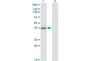 Western Blot analysis of LUC7L expression in transfected 293T cell line by LUC7L monoclonal antibody (M05), clone 2D10. (LUC7L Antikörper  (AA 1-111))