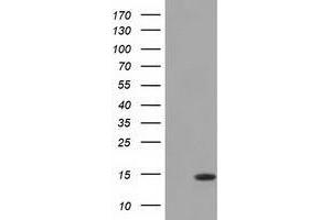 Western Blot analysis of HEK293T cell lysates (5 ug) transfected with either recombinant CISD1 protein (Right) or empty vector (Left) detected with CISD1 antibody (CISD1 Antikörper)