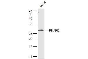 Jurkat lysates probed with PHAPI2 Polyclonal Antibody, Unconjugated  at 1:500 dilution and 4˚C overnight incubation. (ANP32B Antikörper  (AA 51-150))