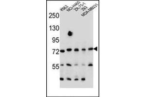 Western blot analysis of SEC14L5 Antibody (Center) Cat. (SEC14L5 Antikörper  (Middle Region))