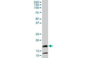 SAA4 MaxPab polyclonal antibody. (SAA4 Antikörper  (AA 1-130))