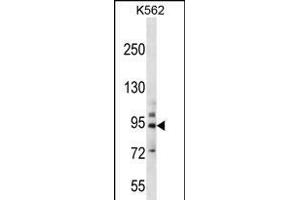 PCDHB14 Antibody (N-term) (ABIN656255 and ABIN2845571) western blot analysis in K562 cell line lysates (35 μg/lane). (PCDHB14 Antikörper  (N-Term))