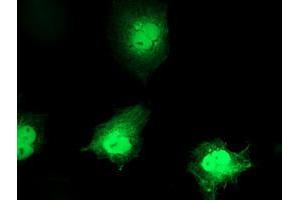 Anti-C1orf50 mouse monoclonal antibody (ABIN2454603) immunofluorescent staining of COS7 cells transiently transfected by pCMV6-ENTRY C1orf50 (RC200134). (C1ORF50 Antikörper)