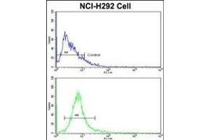 Flow cytometric analysis of NCI- cells using EEF1A1/ EEF1A2 Antibody (N-term)(bottom histogram) compared to a negative control cell (top histogram). (EEF1A2 Antikörper  (AA 46-72))