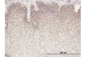 Immunoperoxidase of purified MaxPab antibody to RGS13 on formalin-fixed paraffin-embedded human esophagus. (RGS13 Antikörper  (AA 1-159))