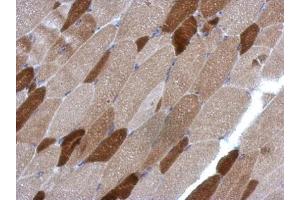 IHC-P Image Immunohistochemical analysis of paraffin-embedded mouse muscle, using RGS4, antibody at 1:500 dilution. (RGS4 Antikörper)