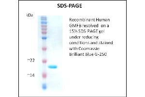 SDS-PAGE (SDS) image for Glia Maturation Factor, beta (GMFB) (Active) protein (ABIN5509463) (GMFB Protein)