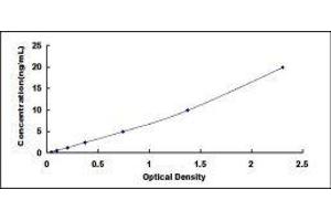 ELISA image for Cytochrome P450, Family 1, Subfamily A, Polypeptide 1 (CYP1A1) ELISA Kit (ABIN433559)