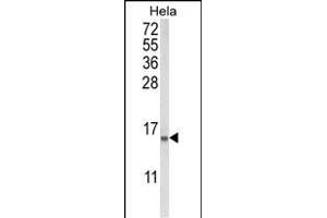 Western blot analysis of COTL1 Antibody (C-term) (ABIN652766 and ABIN2842503) in Hela cell line lysates (35 μg/lane). (COTL1 Antikörper  (C-Term))