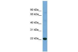 IL17D antibody used at 0.