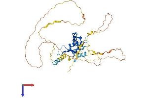 FOXE1 Protein (AA 1-373) (His tag)