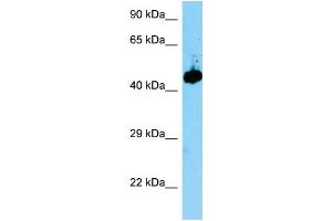 WB Suggested Anti-Evl Antibody Titration: 1. (EVL Antikörper  (Middle Region))