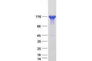 Validation with Western Blot (Vinculin Protein (VCL) (Transcript Variant 2) (Myc-DYKDDDDK Tag))