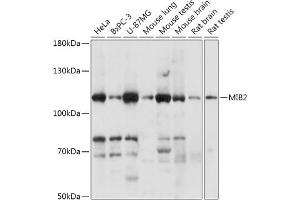 Western blot analysis of extracts of various cell lines, using MIB2 antibody (ABIN7266881) at 1:1000 dilution. (MIB2 Antikörper  (AA 300-580))