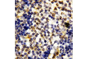 Anti-Granzyme A antibody, IHC(P) IHC(P): Human Tonsil Tissue