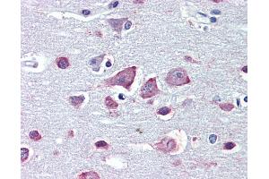 Anti-GABRA4 antibody IHC of human brain, cortex. (GABRA4 Antikörper  (AA 349-361))