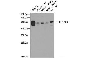 Western blot analysis of extracts of various cell lines using HS1BP3 Polyclonal Antibody at dilution of 1:1000. (HS1BP3 Antikörper)