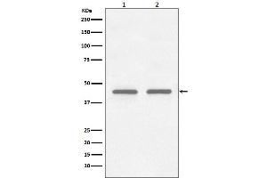 Western blot analysis of FNTB expression in (1) HepG2 cell lysate, (2) K562 cell lysate.