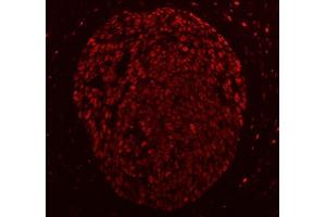 IF analysis of PC4/SUB1 using anti-PC4/SUB1 antibody (ABIN7602186). (SUB1 Antikörper  (AA 62-127))