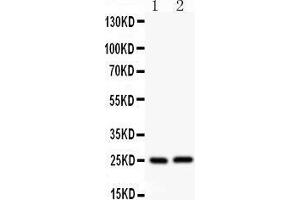 Western Blotting (WB) image for anti-Claudin 2 (CLDN2) (AA 38-230) antibody (ABIN3042751)