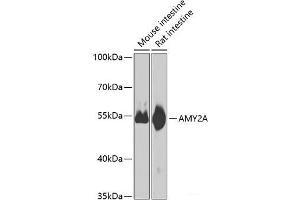 Western blot analysis of extracts of various cell lines using AMY2A Polyclonal Antibody at dilution of 1:1000. (AMY2A Antikörper)