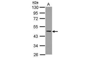 Image no. 2 for anti-Neutrophil Cytosol Factor 1 (NCF1) (AA 1-228) antibody (ABIN1501901) (NCF1 Antikörper  (AA 1-228))
