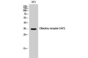 Western Blotting (WB) image for anti-Olfactory Receptor, Family 5, Subfamily AP, Member 2 (OR5AP2) (C-Term) antibody (ABIN3186145)