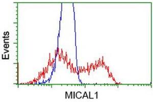 HEK293T cells transfected with either RC208308 overexpress plasmid (Red) or empty vector control plasmid (Blue) were immunostained by anti-MICAL1 antibody (ABIN2453291), and then analyzed by flow cytometry. (MICAL1 Antikörper)