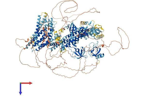 DNMBP Protein (AA 1-1580) (His tag)