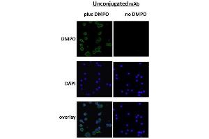 Immunocytochemistry/Immunofluorescence analysis using Mouse Anti-DMPO Monoclonal Antibody, Clone N1664A . (DMPO Antikörper (Atto 488))