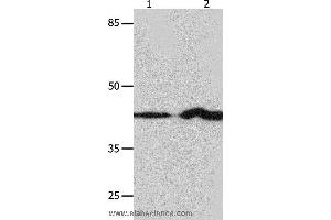 Western blot analysis of NIH/3T3 and Jurkat cell, using IRF1 Polyclonal Antibody at dilution of 1:750 (IRF1 Antikörper)