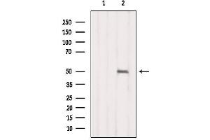 Western blot analysis of extracts from B16F10, using NR1I2 Antibody.