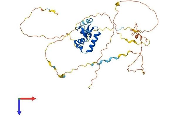 FOXL2 Protein (AA 1-375) (His tag)