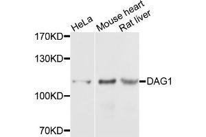 Western blot analysis of extracts of various cells, using DAG1 antibody. (Dystroglycan Antikörper)