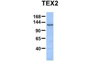 Host:  Rabbit  Target Name:  TEX2  Sample Type:  Human HepG2  Antibody Dilution:  1. (TEX2 Antikörper  (N-Term))