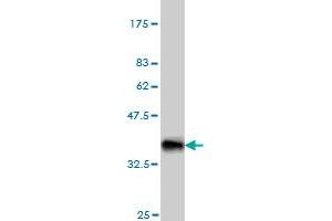 Western Blot detection against Immunogen (33. (Nodal Antikörper  (AA 275-346))