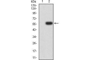 Western Blotting (WB) image for anti-Inducible T-Cell Co-Stimulator Ligand (ICOSLG) (AA 19-256) antibody (ABIN7193325)
