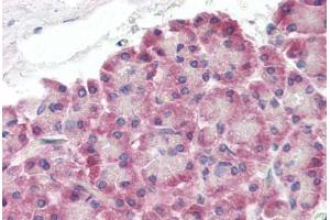 Human Pancreas (formalin-fixed, paraffin-embedded) stained with XK antibody ABIN462089 followed by biotinylated goat anti-rabbit IgG secondary antibody ABIN481713, alkaline phosphatase-streptavidin and chromogen. (Membrane transport protein XK (XK) (AA 22-38) Antikörper)