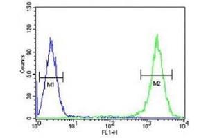 TFAM antibody flow cytometric analysis of K562 cells (right histogram) compared to a negative control (left histogram). (TFAM Antikörper  (AA 216-246))