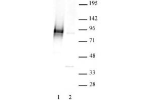 STAT3 phospho Ser727 pAb tested by Western blot. (STAT3 Antikörper  (pSer727))
