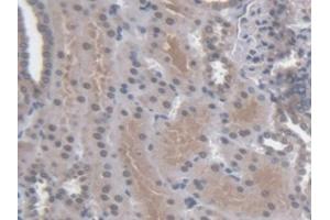 Detection of RGN in Human Kidney Tissue using Polyclonal Antibody to Regucalcin (RGN)