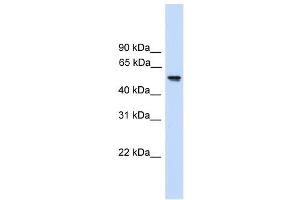 FZR1 antibody used at 1 ug/ml to detect target protein. (FZR1 Antikörper)