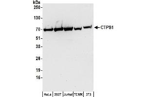 Western Blotting (WB) image for anti-CTP Synthase (CTPS) (AA 541-591) antibody (ABIN7450143)
