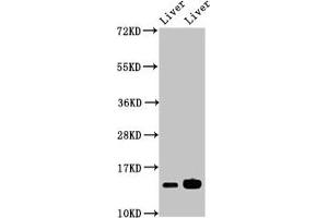 Western Blot Positive WB detected in: Mouse liver tissue, Rat liver tissue All lanes: HIST1H2BB antibody at 2. (HIST1H2BB Antikörper  (AA 2-126))