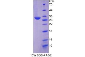 SDS-PAGE analysis of Mouse Chymase 1, Mast Cell Protein.