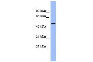 WB Suggested Anti-CAMK1G Antibody Titration: 0. (CAMK1G Antikörper  (Middle Region))