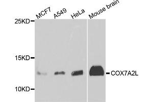 Western blot analysis of extracts of various cell lines, using COX7A2L antibody (ABIN5974919) at 1/1000 dilution. (COX7A2L Antikörper)