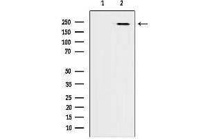 Western blot analysis of lysates from 293, using ADAMTS9 Antibody.
